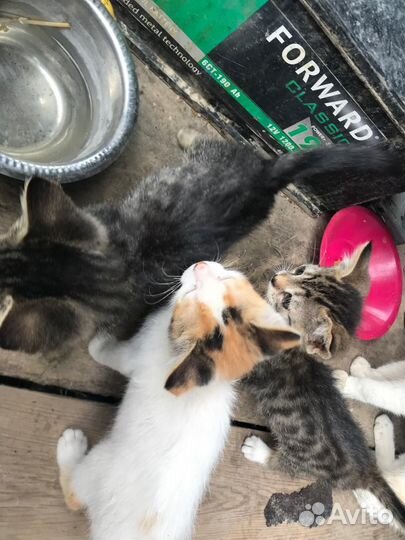 Котята в добрые руки девочки