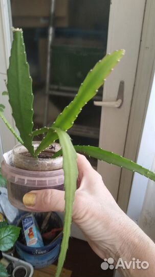 Cортовые комнатныЭпифиллум(Epiphyllum) тидеи.циссу