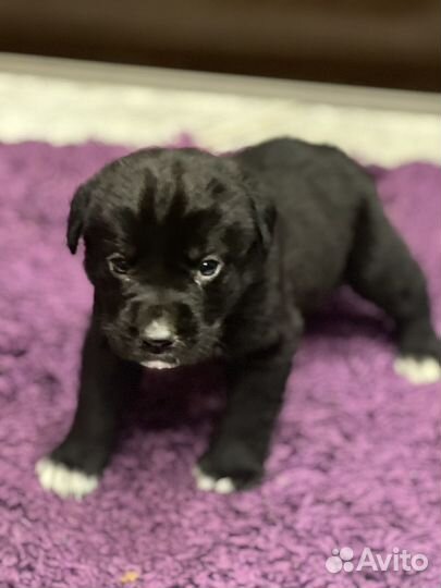 Щенки лабрадора черные
