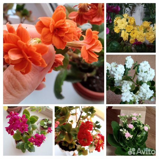 Каланхоэ цветущий махровый, разные цвета