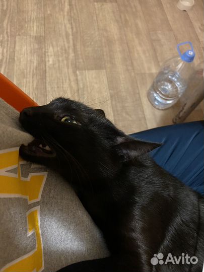 Отдам кота в добрые руки