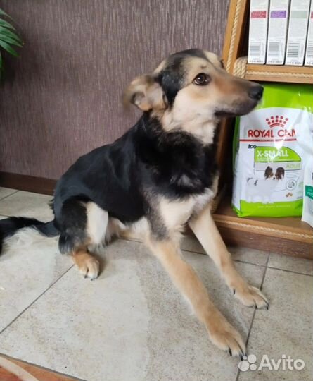 Собака в добрые руки