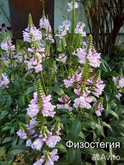 Саженцы садовых растений