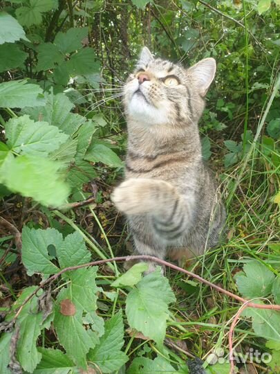 Молодой котик