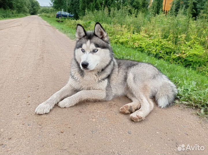 Собаки бесплатно хаски