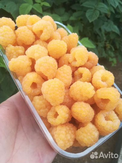 Малина ягоды свежая, крупная, вкуснющая, местная