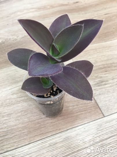 Традесканция