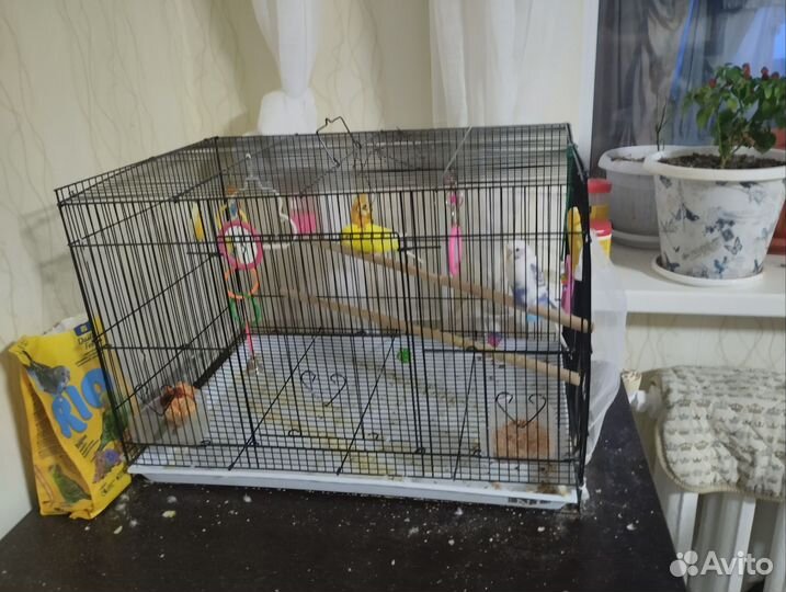 Волнистые попугайчики