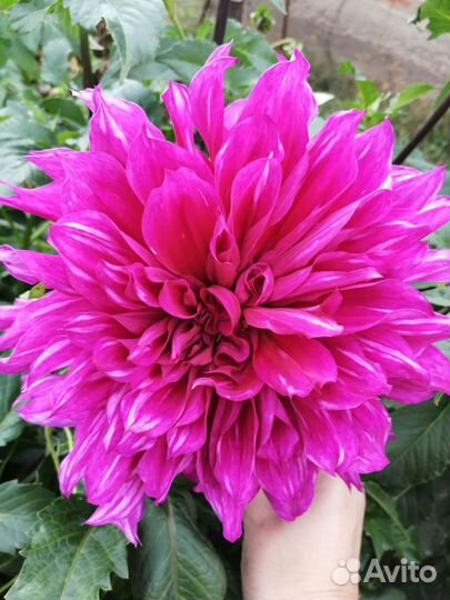 Георгины клубни