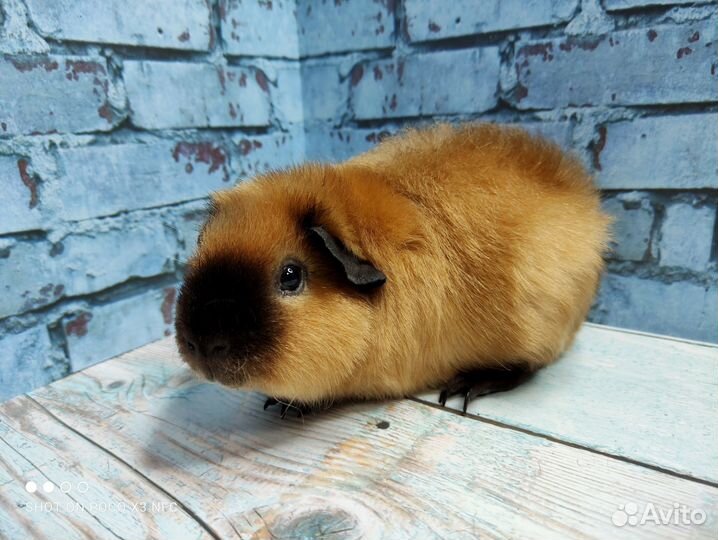 Морская свинка Америк.Тедди(самец)