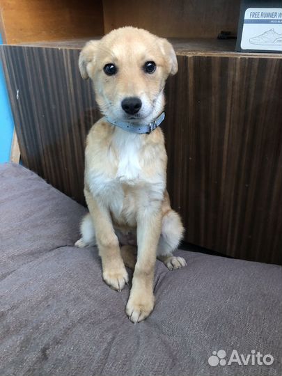 Отдам щеночка девочку