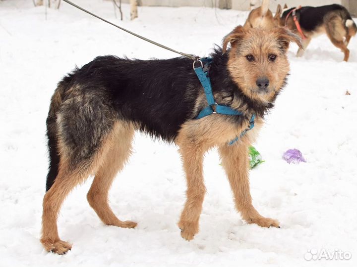 Аким.он ещё щенок. Подготовительная группа