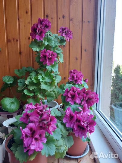 Королевская пеларгония