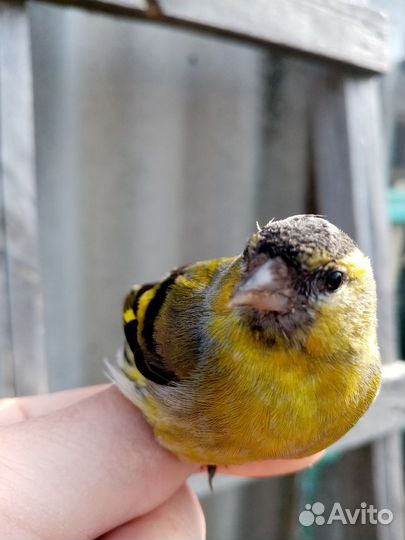 Певчие лесные птицы