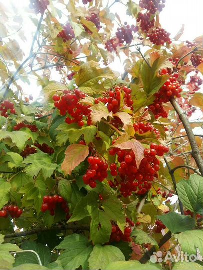 Ягоды калины сушеной.Чайный гриб