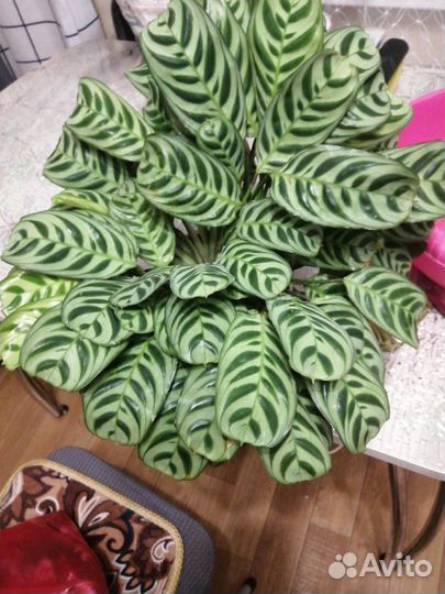 Ктенанта бурле mark