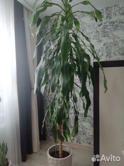 Пальма драцена