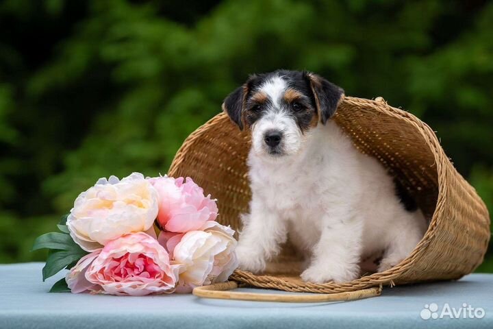 Джек Рассел терьер