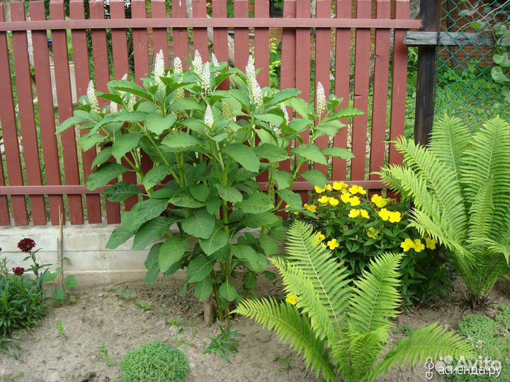 Лаконос декоративный (Phytolacca americana)