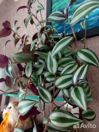 Сциндапсус, Эпипремнум, Традесканция