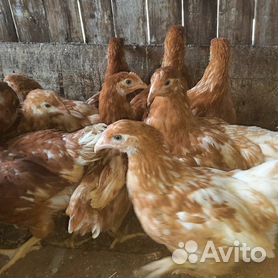 куры несушки спб. хайсекс браун браун. куры несушки спб. цыплята хайсекс браун. куры молодки.