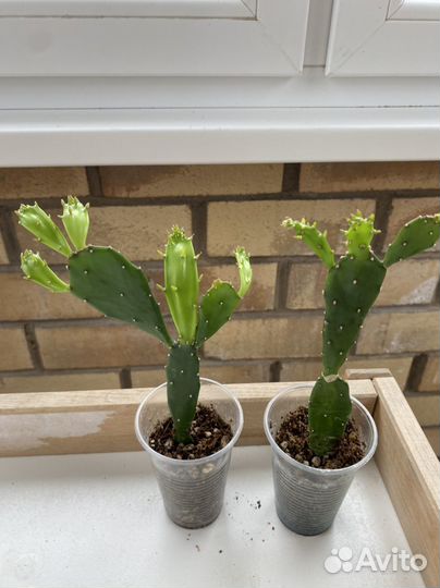 Молочай треугольный, кактус