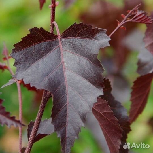 Берёза Royal frost и Betula Pendula Purpurea