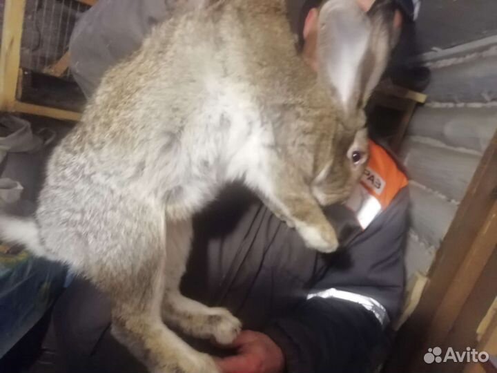 Продам кроликов породы Серый великан