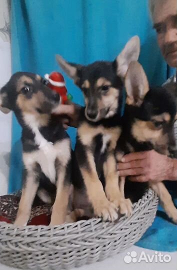 Очаровательные кутята