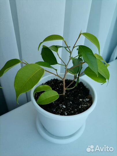 Фикус бенджамина в горшке