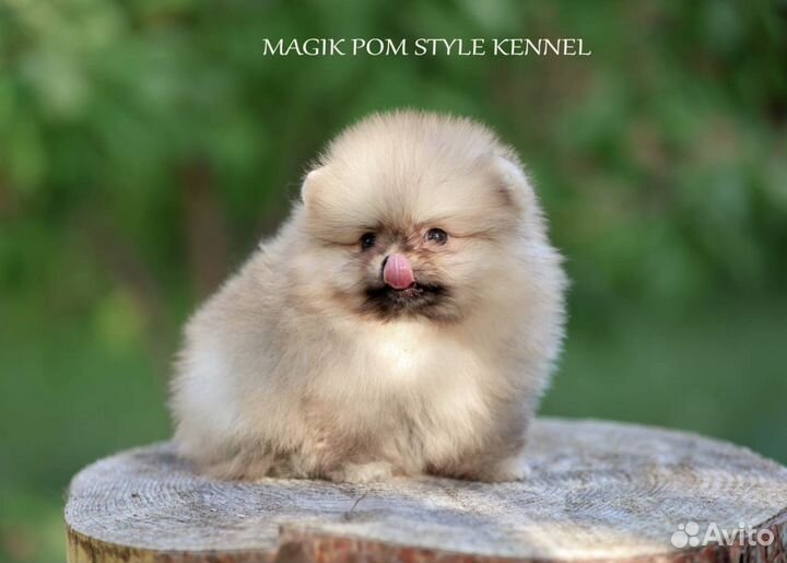 Померанский шпиц мини