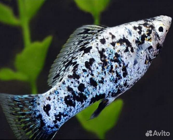 Аквариумные рыбки