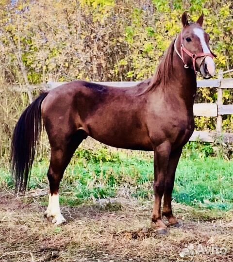 Жеребец 2года