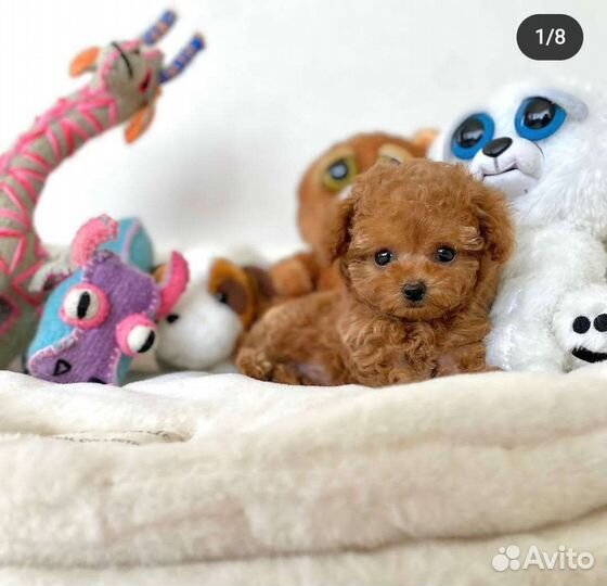 Мальтипу Эмили