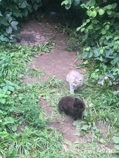 Котенок Медвежонок Эксклюзив