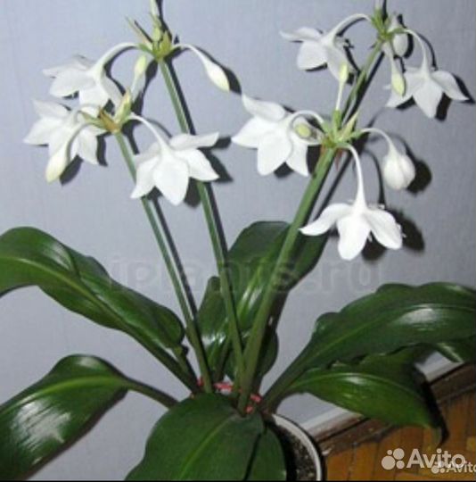 Эухарис амазонская лилия