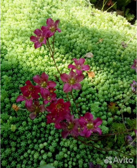 Флокс шиловидный, вербейник, почвопокровники