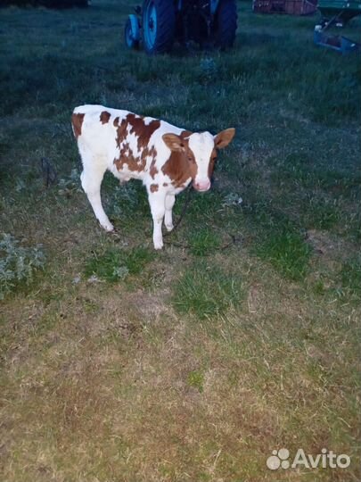 Продам телят