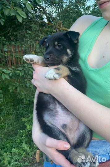 Щенок хаски метис