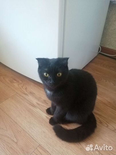 Кошка в дар