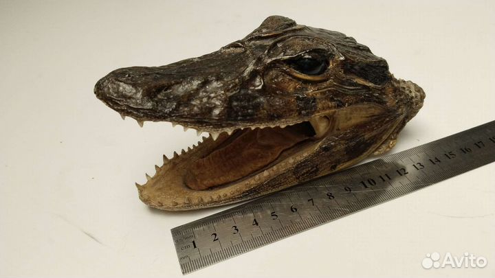 Голова крокодила, засушенная