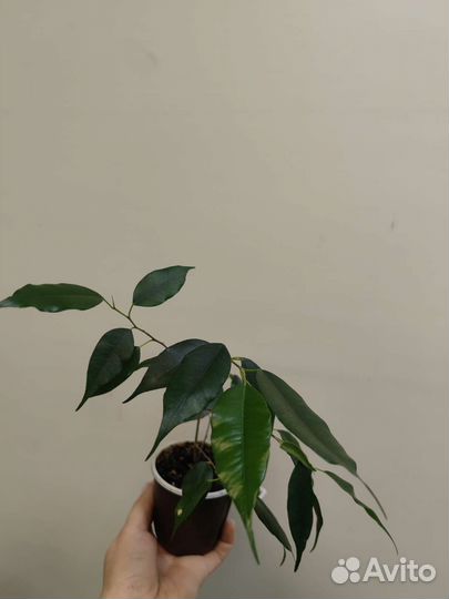 Комнатные растения