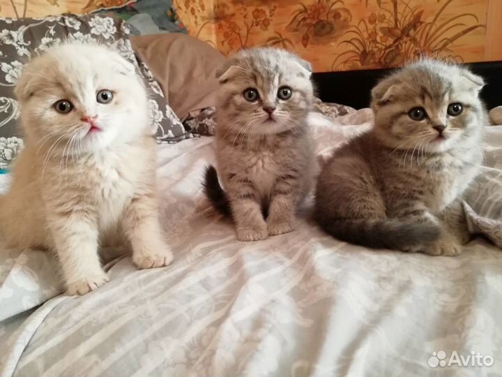 Котик для вязки