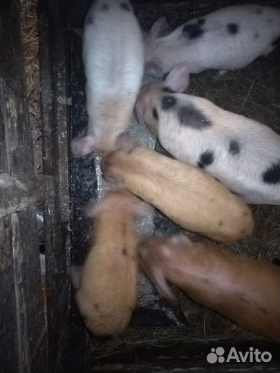 Поросенок Дюрок ландрас