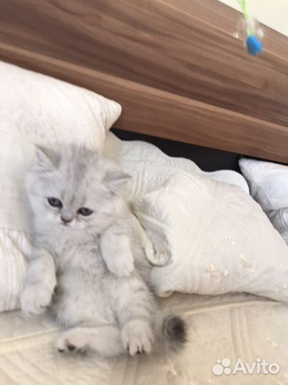 Британская серебристая шиншилла