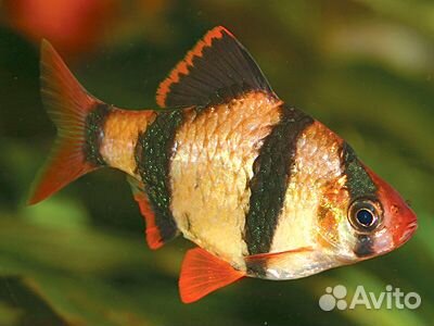 Барбус суматранский. Растения. Удобрения. Аквариум
