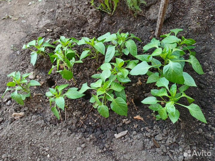 Рассада помидоров томатов