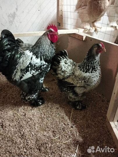 Брама и индюки