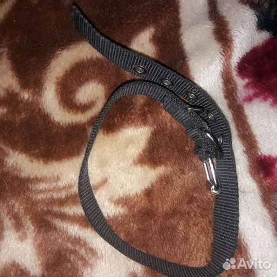 Строгий ошейник