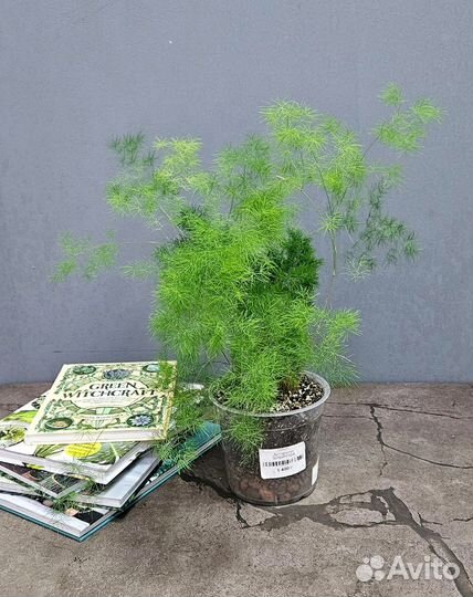 Живые растения Аспарагус Шпренгера, Серповидный